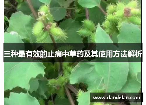 三种最有效的止痛中草药及其使用方法解析